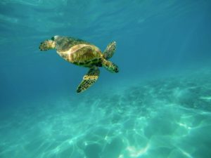 Hanauma Bay Nature Preserve