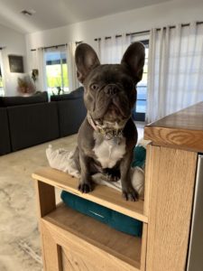 Foods to avoid for French Bulldogs