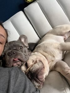 French Bulldogs snuggling