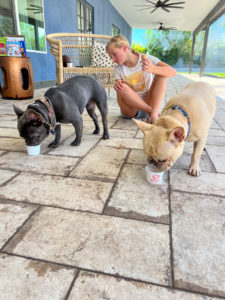 French Bulldogs eating