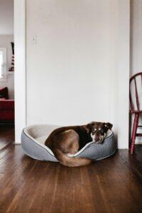 dog bed