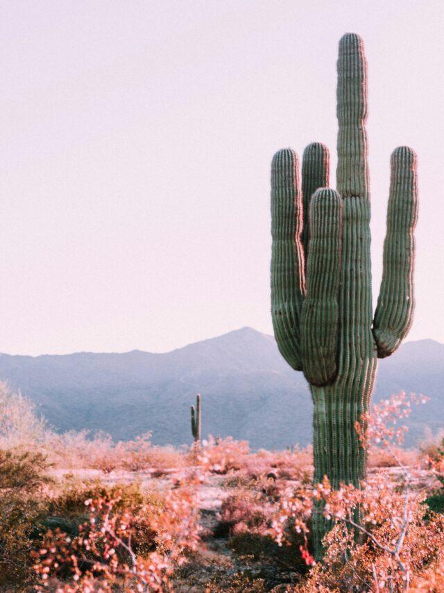 10 Incredible Day Trips From Phoenix