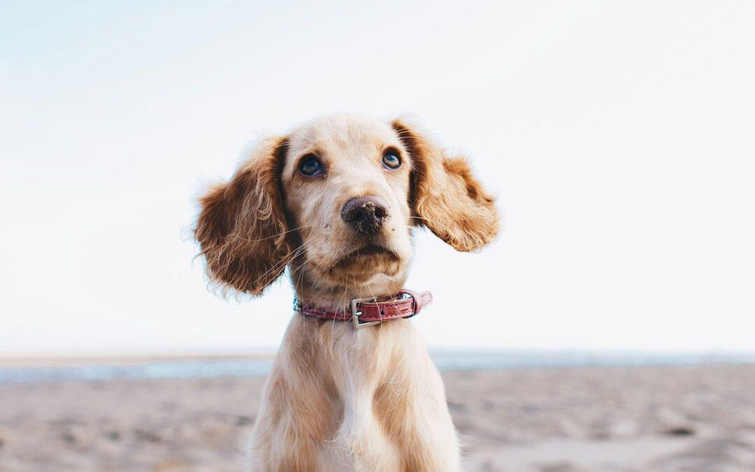 Pet Travel Essentials