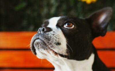 12 Best Dog Food For Frenchies